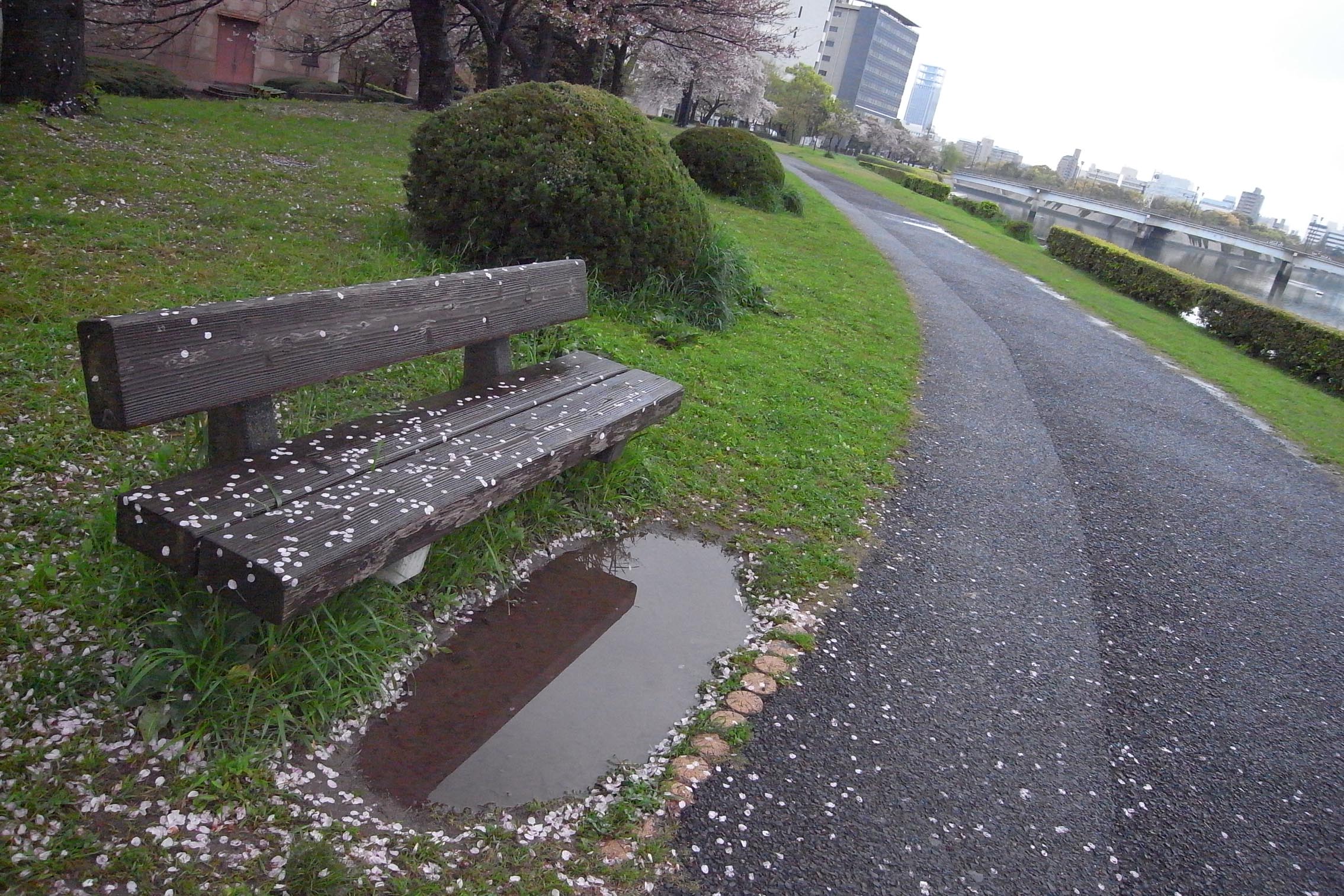 ベンチ散り桜.jpg